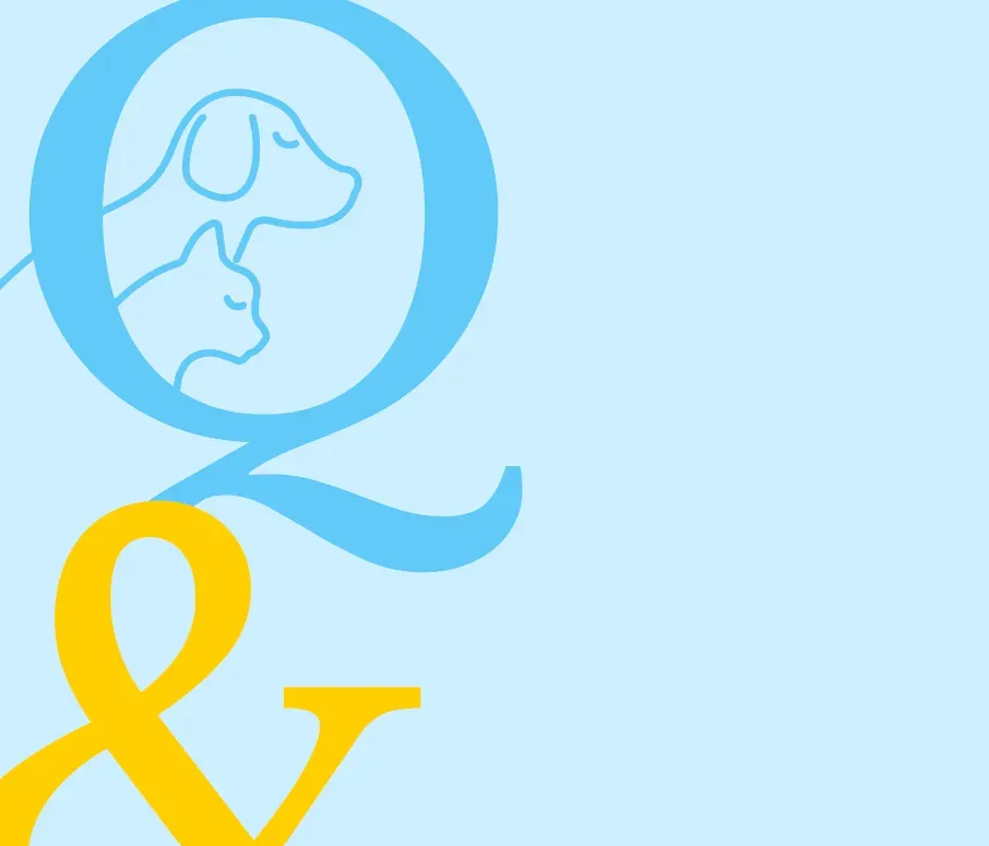 Q&A with Caitlin Layton